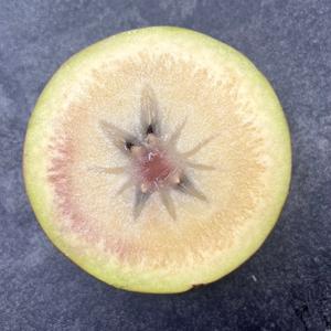 Звездчатое яблоко