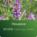 Люцерны экстракт сухой https://altai-extracts.ru/lyucerna
