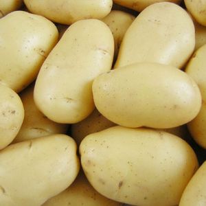 Сорт-Импала. Раннеспелый, желтый картофель, мякоть светло-жёлтая.