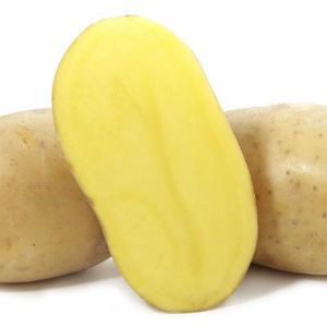 Сорт-Вега. Раннеспелый, жёлтый картофель. Мякоть тёмно-жёлтого цвета.