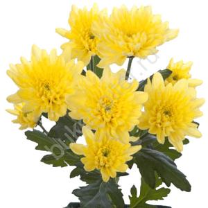 Хризантема кустовая Желтая