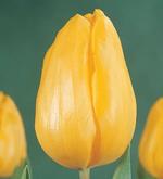 Тюльпаны оптом Новосибирск