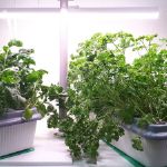 Домашняя растущая led фитолампа Здоровья Клад 9 Вт для досветки цветов и растений