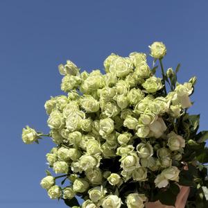 Роза куст Звёздное небо