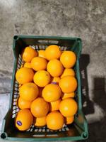 Апельсин Египет "Валенсия"