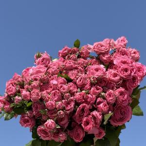 Роза куст Софи