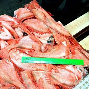 Окунь б/г потр. красный 300-500 (1*23) &#34;ФОРПОСТ&#34; ФОР, выл июнь- июль 25г + 18 мес 403₽