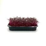 Амарант Красный Дракон