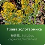 Золотарника экстракт сухой https://www.altai-extracts.ru/extract-zolotarnika