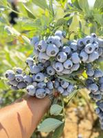 фрукты и овощи из Марокко