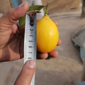 Лимон из Узбекистана