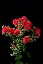 Кустовые розы Горкунов