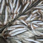 Хамса анчоус оптом