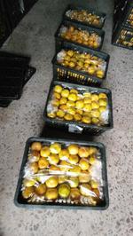 Цитрусовые Китай С косточками / без косточек