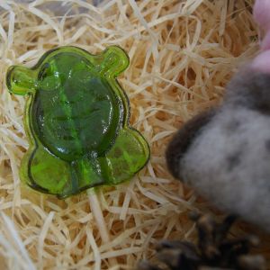 Шрек 25 грамм