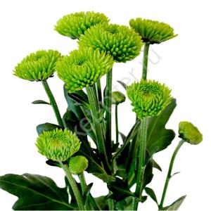 Хризантема кустовая "Филин грин" Зеленая