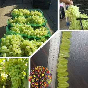 Свежий и зеленый виноград без косточек, готовый к экспорту - из Ирана.