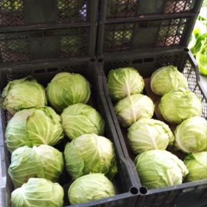 Зимняя капуста
