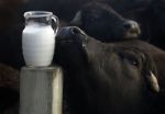 БМК Александровскай — молочные продукты из буйволиного молока