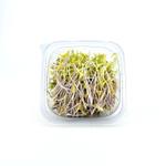 Ростки фасоли Маш