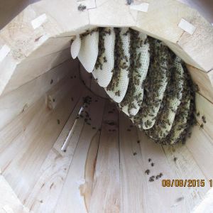 Расположение пчелиных сот в колоде. 