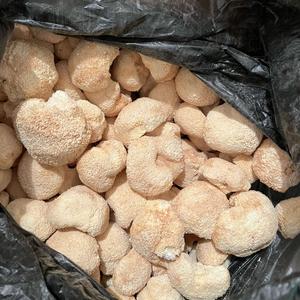 Цена указана за 100 грамм 600 р., Акция: 500 грамм 2500 р.; 1 кг. 4000 р.; от 3 кг 3500 р..  от 10 кг 3200 р за 1 кг.                                        Сохраните номер телефона: +  Звоните, пишите на WhatsApp
Ежовик гребенчатый, Львинная грива  (Hericium erinaceus ) — натуральный, сушеный, цельный гриб, уникальный по своему составу гриб о котором знает весь мир!

Ежовик гребенчатый и Кордицепс могут применяться в паре при лечении серьезных заболеваний таких как: онкология, Альцгеймера и Паркинсона, депрессия, тревога, бессонница и когнитивные нарушения.
Виды этих грибов используются в Традиционной медицине для различных терапевтических целей, у них много общего, например: способны укреплять иммунитет и бороться с оксидативным стрессом.

Рекомендации по приему:
Индивидуально взрослые: по столовой ложке (10 гр) до обеда на тощак и вечером, дети так же по 1 чайной ложке два месяца, затем перерыв 1 месяц и можно продолжить или поменять грибы, все зависит от показаний Вашего организма. Обычно пьется в паре с другим грибом для взаимодополнения.
Ежовик Гребенчатый: восстанавливает и защищает повреждённые нейроны, восстанавливает память, снижает уровень панических атак, снимает депрессию и стресс, нормализует сон, обеспечивает фундаментальную поддержку иммунной системы, повышает запас энергии и укрепляет здоровье сердца, — выполняет функцию антиоксиданта и улучшает память,
— стимулирует рост клеток мозга,
— повышает способность к обучению,
— противоопухолевое действие,
-снимает побочные эффекты во время и после химио и радио терапии.
Как коллега выразился:
«Ощутимый эффект нейрогенеза с первого приема,
эффект яркий и в то же время мягкий:
— стимулирует, бодрит и ускоряет процесс мышления, — дарит уверенность и легкость в повседневных делах. Явное ощущение что в мозг добавили пару терабайтов памяти, как обновление операционной системы: скорость, креативность, память, глубина мышления, уверенность, спокойствие и явное превосходство над тем что было до…»
Ежовик признан лечебным грибом с Ноотропным действием.
Грибы обладают не только ноотропными но и антибактериальными, противоопухолевыми и противовоспалительными свойствами. На их основе изготавливаются лекарства, помогающие бороться с хроническим гастритом, раком желудка и лейкемией.
Полисахариды Ежевика гребенчатого нейтрализуют действие желудочной кислоты, защищая стенки желудка от её воздействия при наличии язвенной поверхности, стимулируют регенерацию слизистой поверхности желудка. Они также улучшают кровообращение в пищеварительных органах, стимулируют всасывание в желудке и кишечнике, усиливают перистальтику, препятствуют развитию опухолевых процессов в пищевом канале.
Ежевик содержит 5 различных противоопухолевых полисахаридов, а так же другие противоопухолевые вещества — фенолы и жирные кислоты, которые действуют на раковые клетки напрямую, как при химиотерапии.
По результатам клинических испытаний было показано, что гриб эффективен при доброкачественных и злокачественных опухолях: фибромах, миомах, кистах, аденомах гипофиза, аденомах простаты, при раке пищевода, раке желудка, легких, печени, молочной железы.☝️Рекомендация по применению прилагается к посылке.
Экстра, высший сорт!!! На вкус очень приятный с ароматом трюфеля.
!!!ОБЯЗАТЕЛЬНО тем кто лечит серьезные заболевания, принимать одновременно Лицетин — это строительный материал для будущих нервных отростков и комплекс витаминов группы В для стимуляции нервной системы. Без В6 вообще нет смысла пить Ежовик, В6 стимулирует сосуды и доставляет вещество туда, где ослаблен кровоток и кровь сама не может транспортировать вещество. Таким образом оно будет поставляться и в мелкие, ослабшие сосудики.
По желанию — цельный или перемолотый. от 1  до 100 кг
Не является лекарственным средством
Экстра, высший сорт!!! Профиль на Авито «Грибной Фитокруиз» наберите в поиске. Сохраните телефон +
Отправляем во все регионы почтой России и Боксбери.
По желанию — цельный или перемолотый.
Для быстрой связи звоните или пишите в
WhatsApp: +