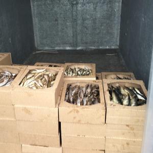 Рыба хк оптом