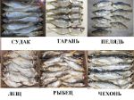 Рыба вяленая, рыба сушеная, сушёные морепродукты, сушеное, вяленое мясо, орехи, + 80 видов закусок к пиву