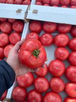 Поставщик свежих фруктов и овощей в Новосибирске