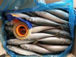 Замороженная рыба — тихоокеанская скумбрия (Китай)
