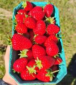 Свежие ягоды клубники в летний сезон