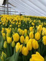 Радуга цветов — тюльпаны оптом, луковицы тюльпанов