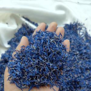 василек синий