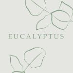 Eucalyptus — оригинальная парфюмерия оптом, опт бренда xiaomoxuan