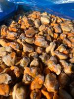 Мясо мидий 200-300 Китай