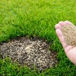 Газонные травы оптом