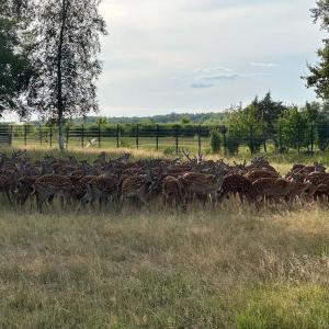 Наше Охотхозяйство  занимается разведением пятнистых оленей.