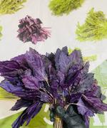 Свежая зелень оптом