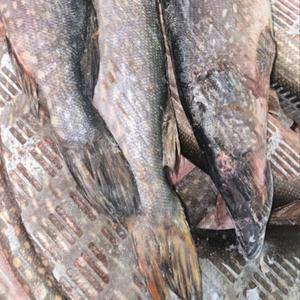 Свежеморожная щука