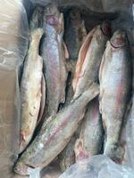 Форель Карелия см — 0,5-0,9 кг