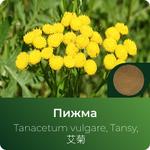 Пижмы экстракт сухой https://altai-extracts.ru/pizhma