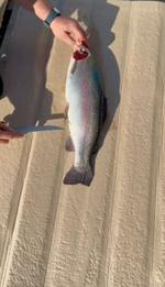 Форель свежемороженная