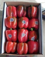 Перец Светафор AGRO PLUS