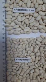 Фасоль белая