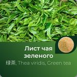 Чая зеленого экстракт сухой https://altai-extracts.ru/chai