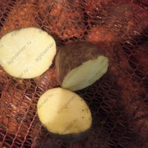 Картофель оптом

Отгрузка только от 10 тонн