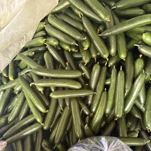 Длиный огурец 6 кг. в каждой коробке