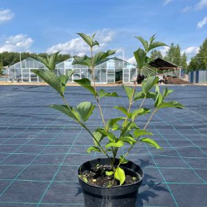 Дерен сибирика в с3