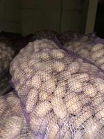 Картофель продовольственный сорт "Королева Анна" производитель Минская овощная фабрика