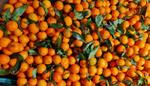 Мандарины оптом из Грузии и Абхазии